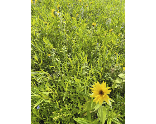 Feld mit blühenden Sonnenblumen