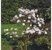Magnolie FloraSelf Magnolia stellata H ca. 60-70 cm Co 7,5 L