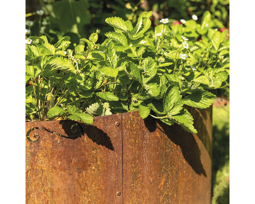 Erdbeeren in einem Hochbeet aus Metall