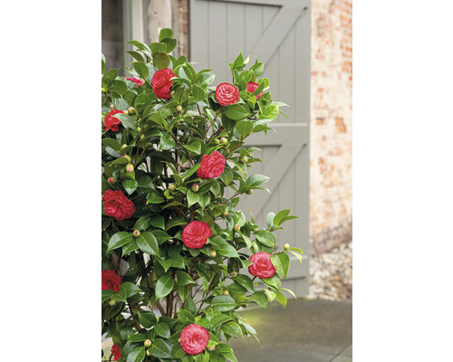 Kamelienpflanze mit roten Blüten und grünen Blättern vor einer Tür