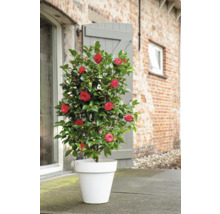Kamelienbaum mit roten Blüten in weißem Pflanzgefäß