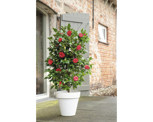 Kamelienbaum mit roten Blüten in weißem Pflanzgefäß