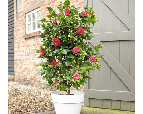 Kamelie im Topf mit roten Blüten