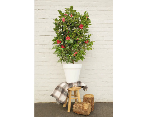 Kamelie in weißem Topf auf einem Hocker mit Decke und Holzstümpfen