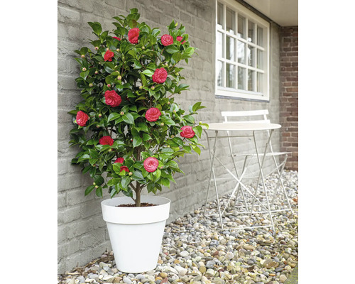Kamelienbaum im Topf mit roten Blüten auf einer Terrasse mit Kies