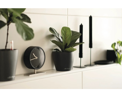 Dekorative Szene mit Topfpflanzen, einer Uhr und Kerzenständern auf einem Regal