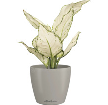 Blumentopf CLASSICO Color DECO 10 Lechuza Kunststoff 10 x 10 x 11 cm sandbraun