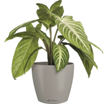 Blumentopf CLASSICO Color DECO 10 Lechuza Kunststoff 10 x 10 x 11 cm sandbraun