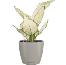 Blumentopf CLASSICO Color DECO 10 Lechuza Kunststoff 10 x 10 x 11 cm sandbraun