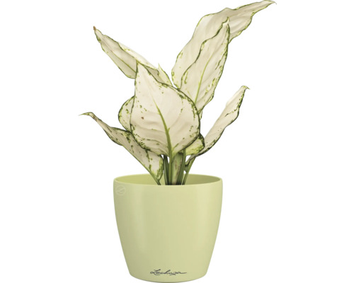 Dieffenbachie Pflanze im Topf