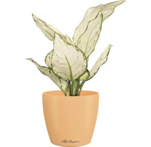 Blumentopf CLASSICO Color DECO 10 Lechuza Kunststoff 10 x 10 x 11 cm papaya
