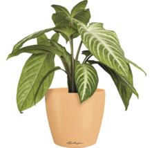 Blumentopf CLASSICO Color DECO 10 Lechuza Kunststoff 10 x 10 x 11 cm papaya