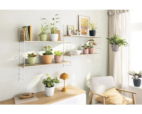 Helles Zimmer mit Regalen, auf denen Pflanzen in Blumentöpfen stehen, und einem Sessel