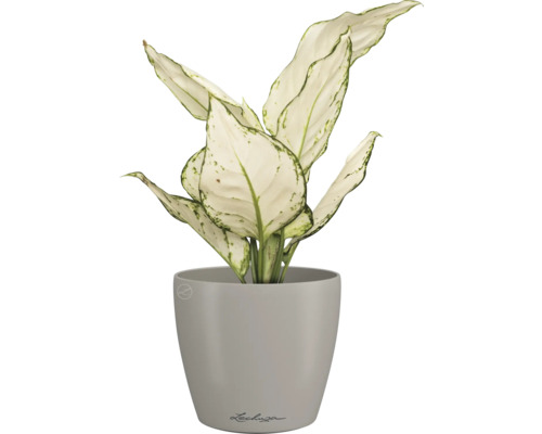 Dieffenbachie Pflanze in einem Lechuza Blumentopf