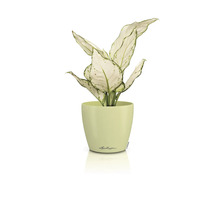 Blumentopf CLASSICO Color DECO 12 Lechuza Kunststoff 11,8 x 11,8 x 13,2 cm linde