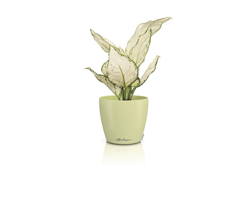 Dieffenbachie Pflanze im Lechuza Blumentopf