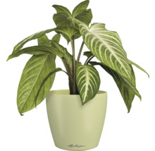 Blumentopf CLASSICO Color DECO 12 Lechuza Kunststoff 11,8 x 11,8 x 13,2 cm linde