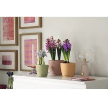 Blumentopf CLASSICO Color DECO 12 Lechuza Kunststoff 11,8 x 11,8 x 13,2 cm magnolie