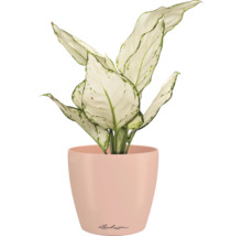 Blumentopf CLASSICO Color DECO 12 Lechuza Kunststoff 11,8 x 11,8 x 13,2 cm magnolie