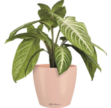 Blumentopf CLASSICO Color DECO 12 Lechuza Kunststoff 11,8 x 11,8 x 13,2 cm magnolie