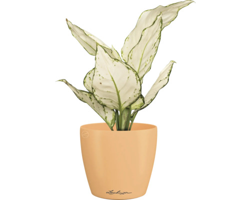 Dieffenbachia Pflanze im Blumentopf