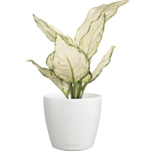Blumentopf CLASSICO Color DECO 14 Lechuza Kunststoff 13,7 x 13,7 x 15,2 cm weiß