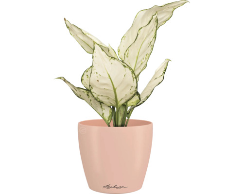 Dieffenbachia Zimmerpflanze in einem Übertopf