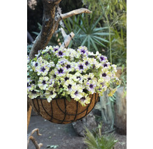 Petunie FloraSelf Petunia AMAZONAS™ Serie 'Plum Cockatoo' Ø 12 cm Topf
