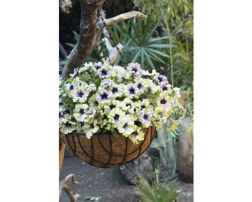 Hängeampel mit Petunien im Garten