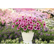 Petunie FloraSelf Petunia CAPELLA™ Serie 'Fuchsia Lace' Ø 12 cm Topf