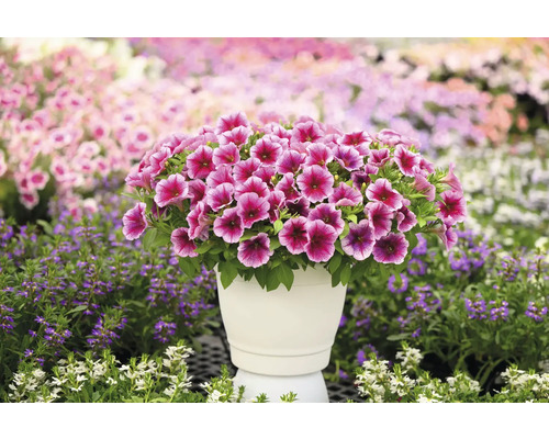 Pinkfarbene Petunien in einem Pflanzgefäß