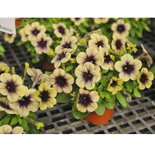 Petunie FloraSelf Petunia RAY-Serie™ 'Shadow' Ø 12 cm Topf