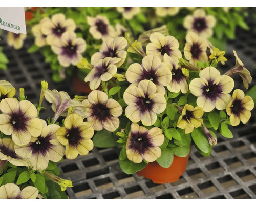 Petunien im Topf, Blühende Beetpflanze