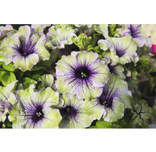 Petunie FloraSelf Petunia AMAZONAS™ Serie 'Plum Cockatoo' Ø 12 cm Topf