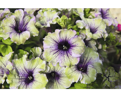 Nahaufnahme von Petunienblüten mit violettem Zentrum