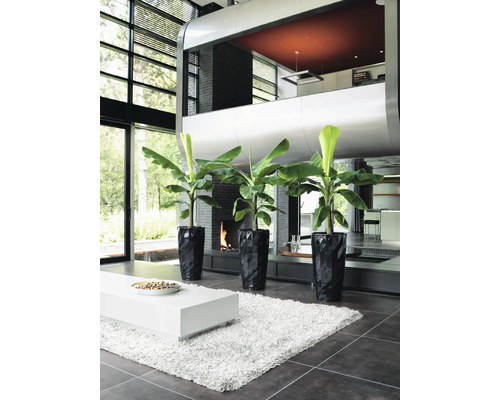 Heller, geräumiger Wohnbereich mit drei Bananenpflanzen in schwarzen Pflanzgefäßen.