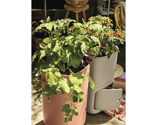 Hochbeete mit wachsendem Gemüse wie Tomaten, Auberginen und Gurken