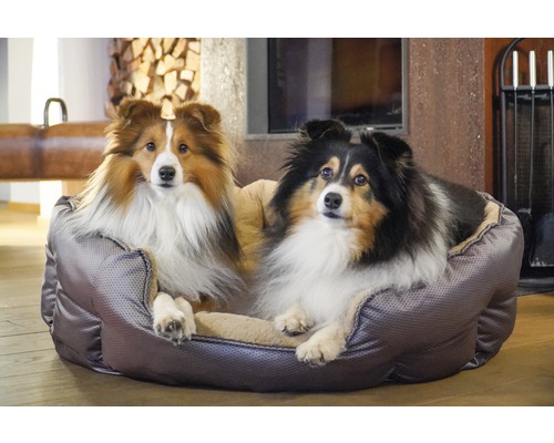 Zwei Shelties liegen in einem grauen Hundebett.