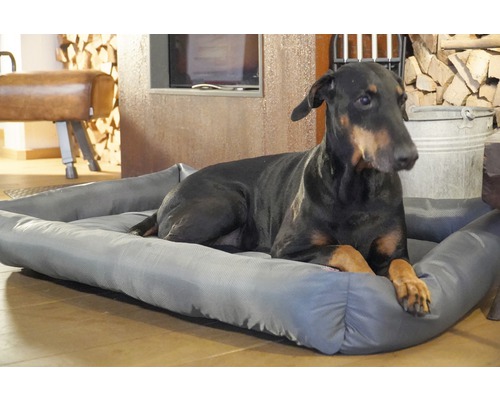 Dobermann liegt in einem grauen Hundebett