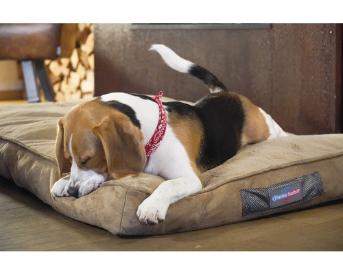 Beagle ruht auf einem braunen Hundebett
