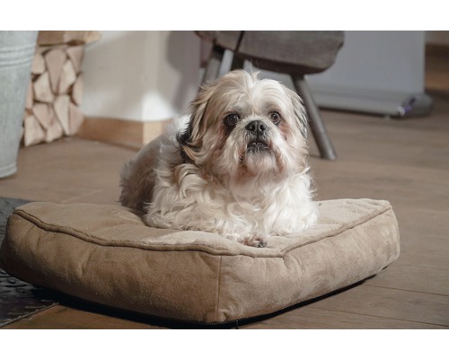 Shih Tzu liegt auf einem Hundekissen