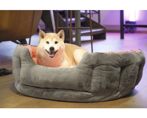 Hund liegt in einem grauen Hundebett mit orangefarbener Innenseite