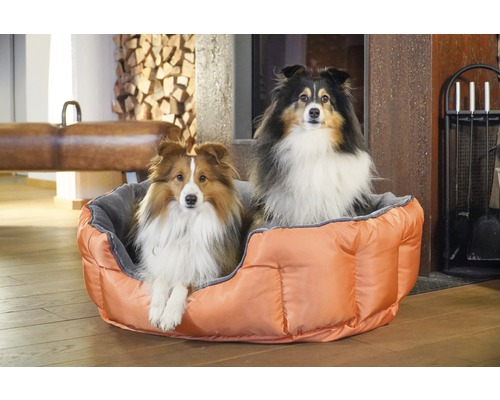 Zwei Sheltie Hunde sitzen in einem orangefarbenen Hundebett