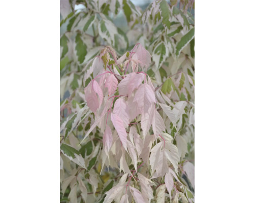 Eschenahorn FloraSelf Acer negundo 'Flamingo' H 40-60 cm Co 4 L