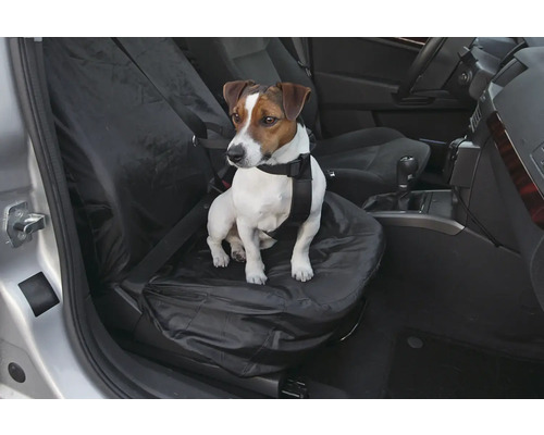 Jack-Russell-Terrier mit Sicherheitsgurt sitzt auf einem Autositzbezug