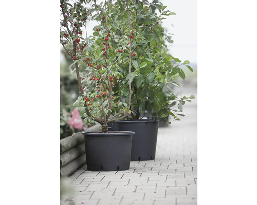 Zwei Kornelkirschbäume in Töpfen auf einem Gehweg.