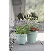 Zwei mit Blumen bepflanzte Pflanzgefäße auf einem Pflasterweg