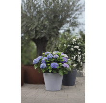 Blau blühende Hortensie in einem Blumentopf auf einer Terrasse