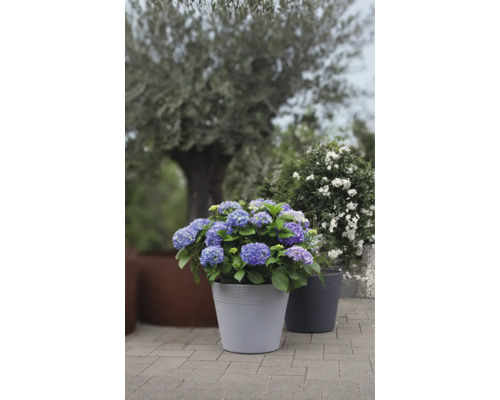 Blau blühende Hortensie in einem Blumentopf auf einer Terrasse