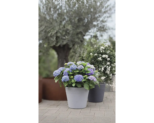 Blau blühende Hortensie in Pflanzgefäß